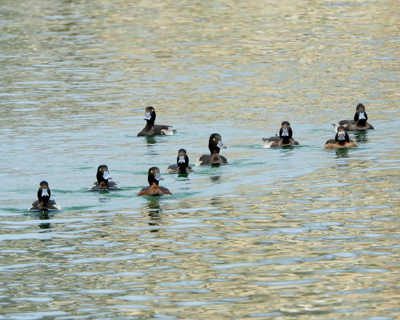 三ツ寺公園の鳥さんたち_c0305565_17280729.jpg
