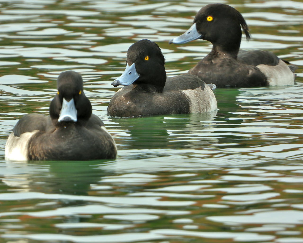 三ツ寺公園の鳥さんたち_c0305565_17282836.jpg