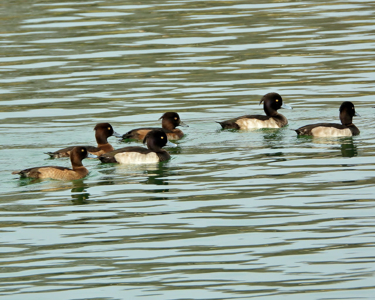 三ツ寺公園の鳥さんたち_c0305565_17284412.jpg