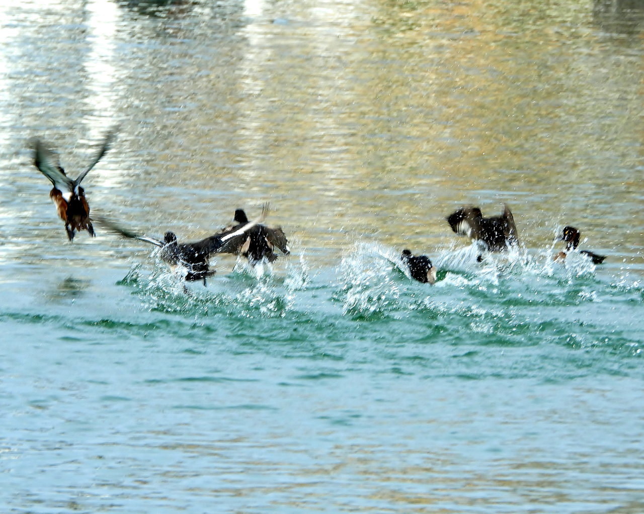 三ツ寺公園の鳥さんたち_c0305565_17291724.jpg
