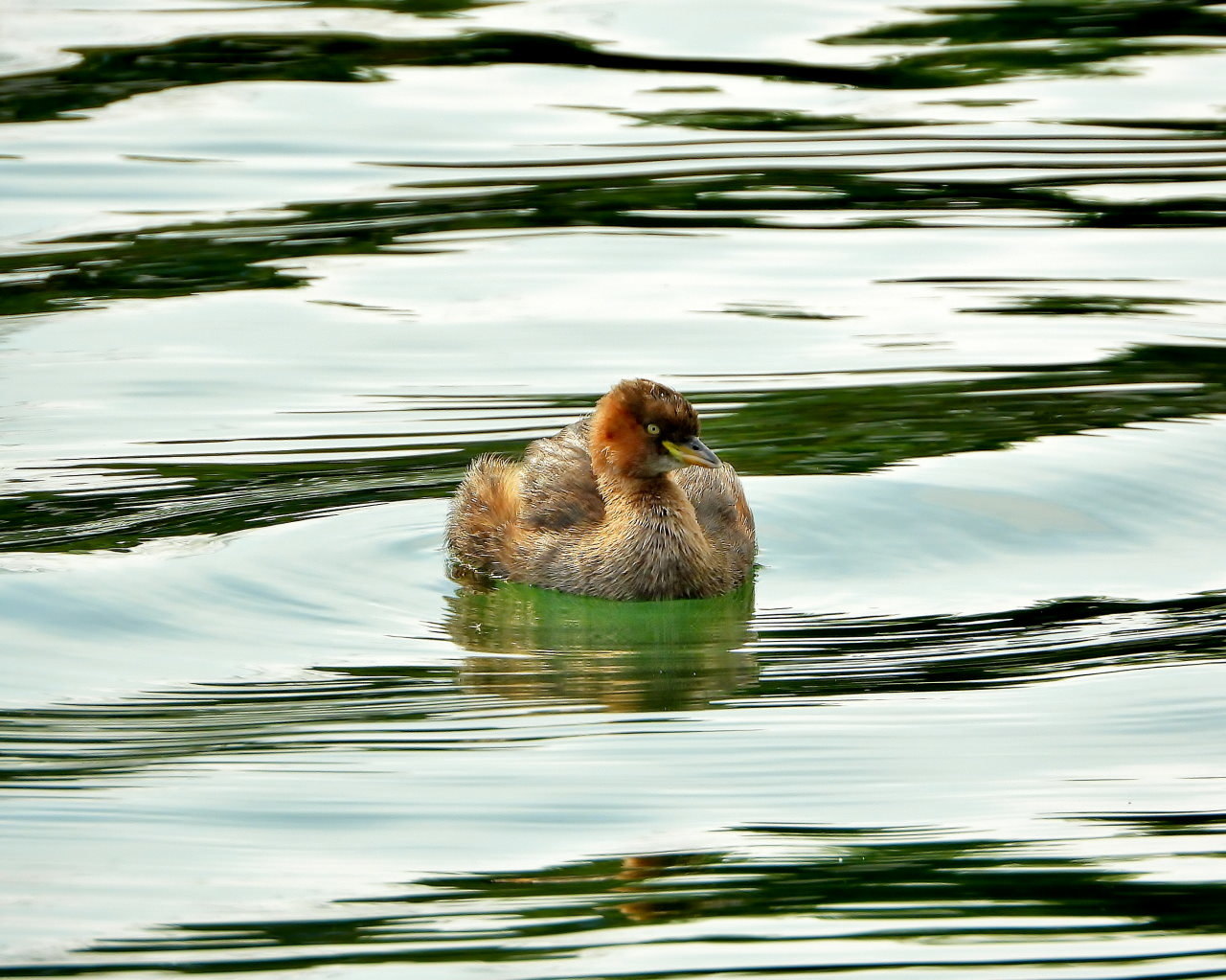 三ツ寺公園の鳥さんたち_c0305565_17294549.jpg