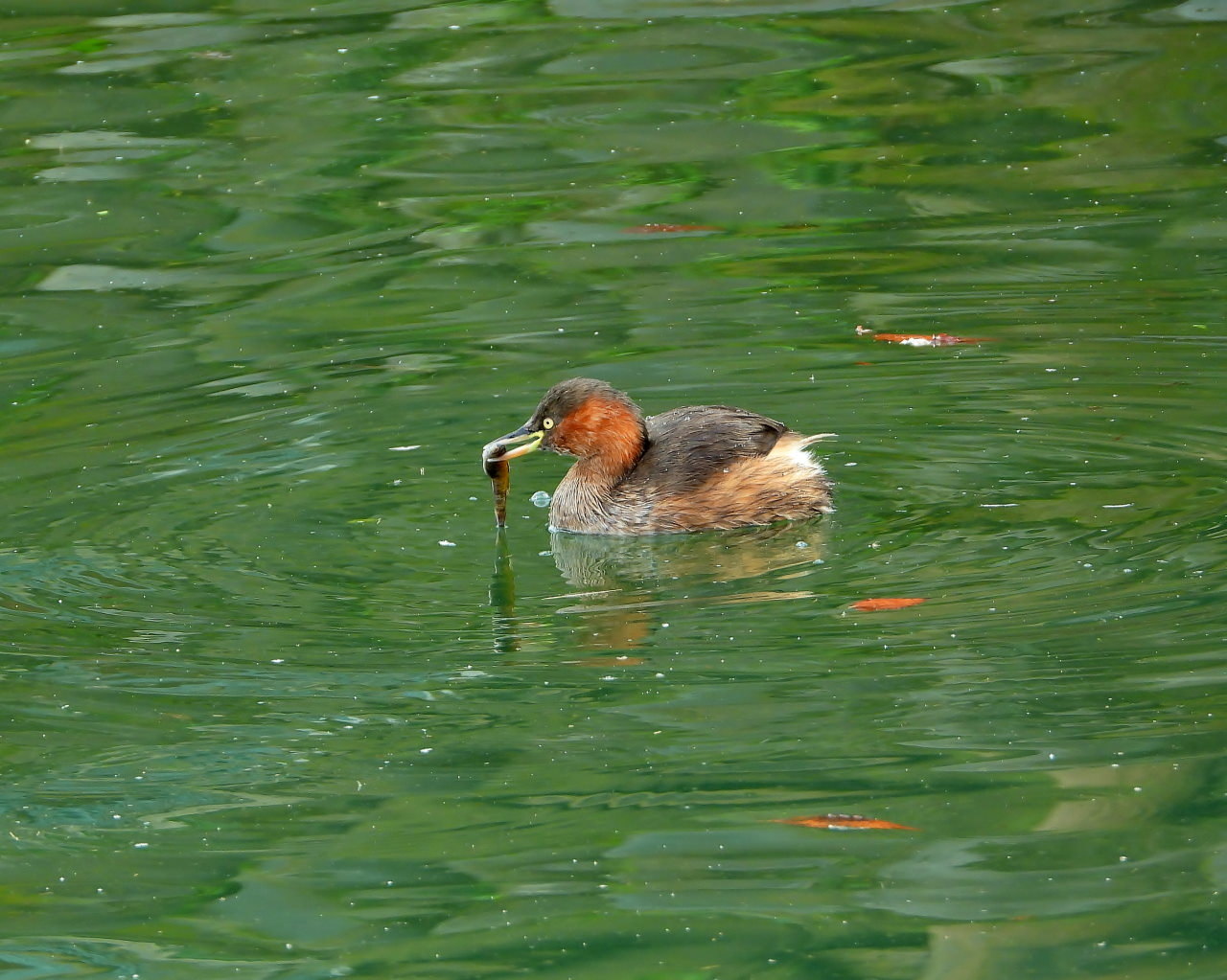 三ツ寺公園の鳥さんたち_c0305565_17300658.jpg