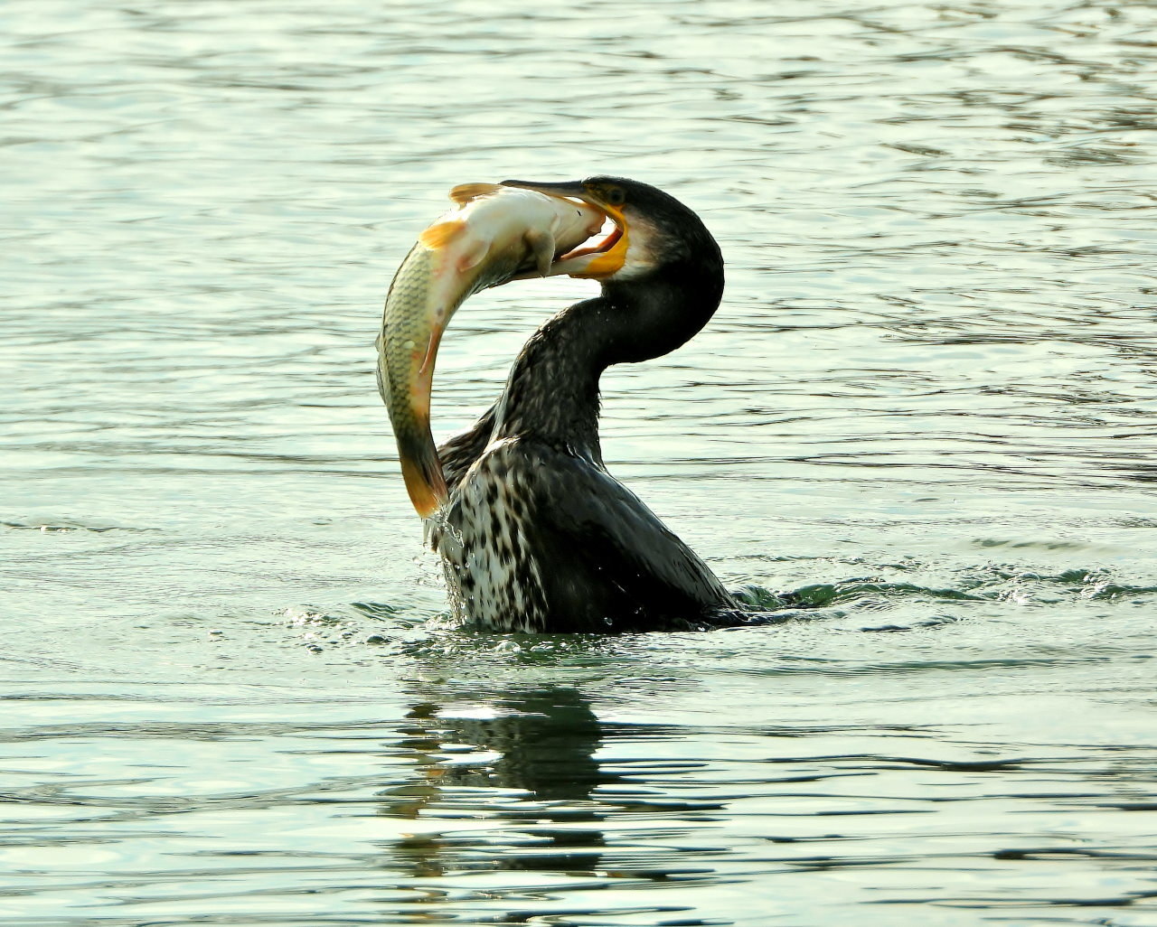 三ツ寺公園の鳥さんたち_c0305565_17303481.jpg