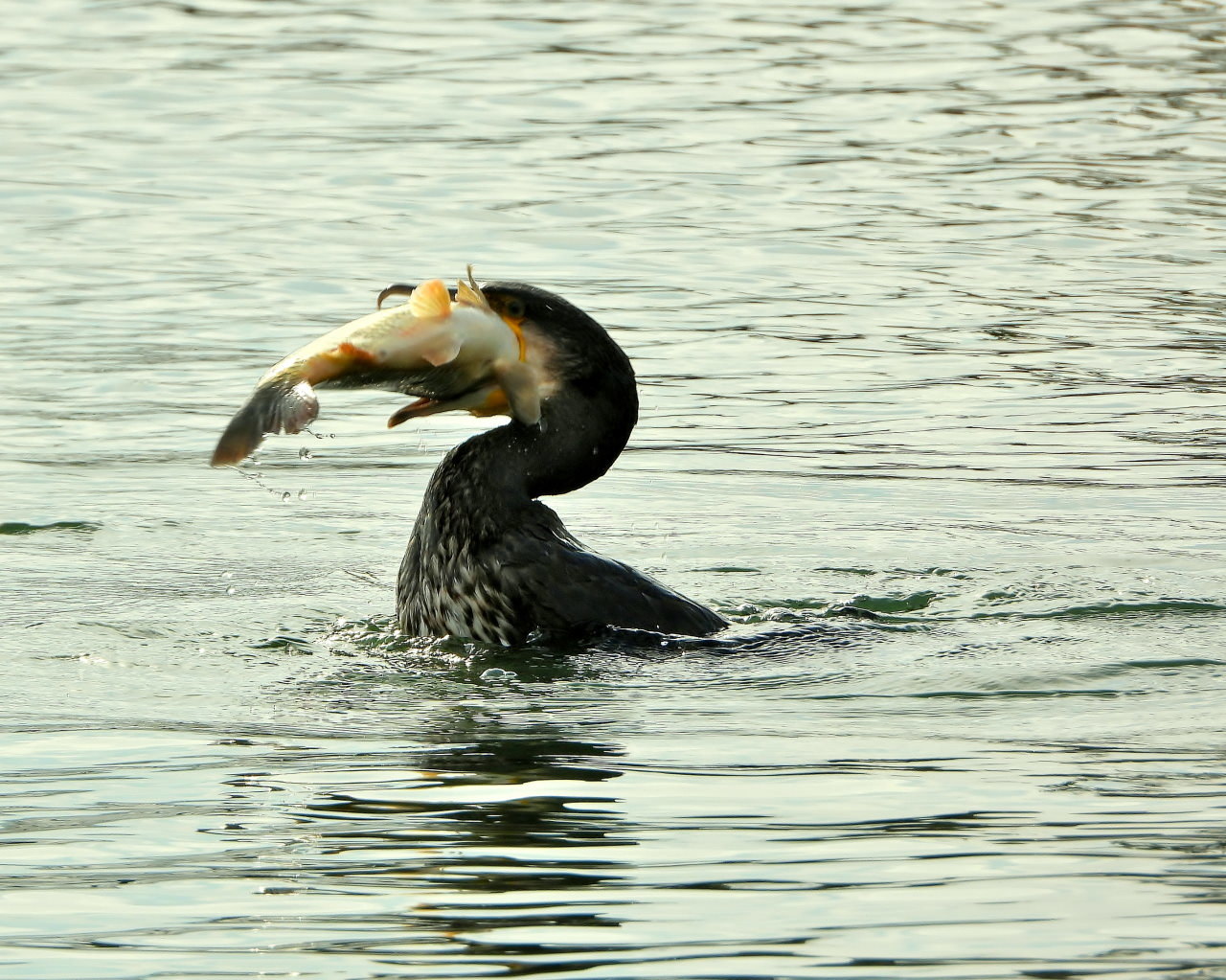 三ツ寺公園の鳥さんたち_c0305565_17305090.jpg