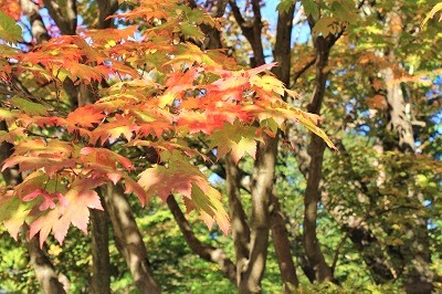 弘前公園を秋さんぽ_2020.10.28撮影_d0131668_11562216.jpg