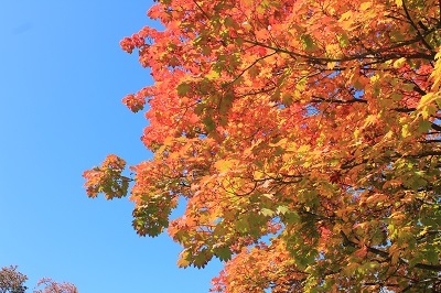 弘前公園を秋さんぽ_2020.10.28撮影_d0131668_11565907.jpg