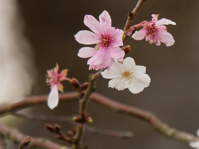 手賀沼遊歩道で十月桜など 花と葉っぱ