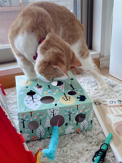 雑誌 ねこのきもち の付録がすごい ハッピーショコラ ぷらす にゃんこ 雑誌 ねこのきもち の付録がすごい ハッピーショコラ ぷらす にゃんこ
