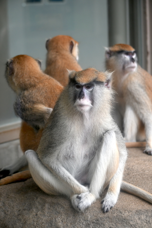 パタスザル Peanut Daily 3