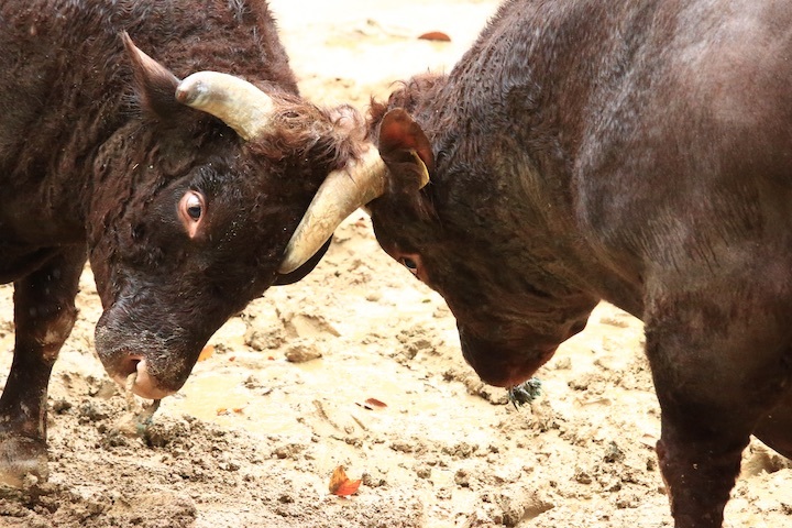 10/23 山古志闘牛 三太夫-雄山 前編_b0016600_23142846.jpeg