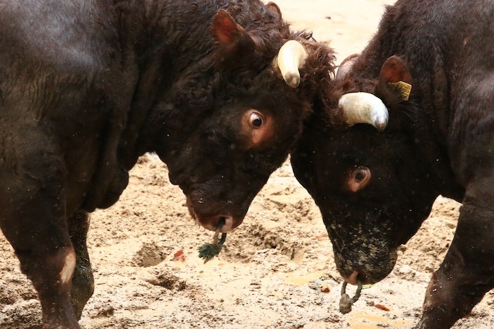 10/23 山古志闘牛 三太夫-雄山 前編_b0016600_23153949.jpeg