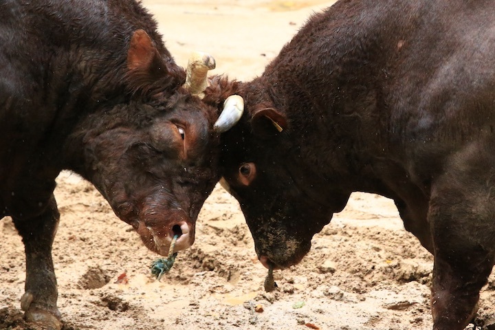 10/23 山古志闘牛 三太夫-雄山 前編_b0016600_23161864.jpeg