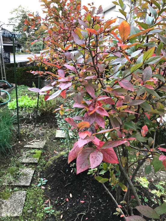 10月終わりの裏庭_f0067514_07353833.jpg