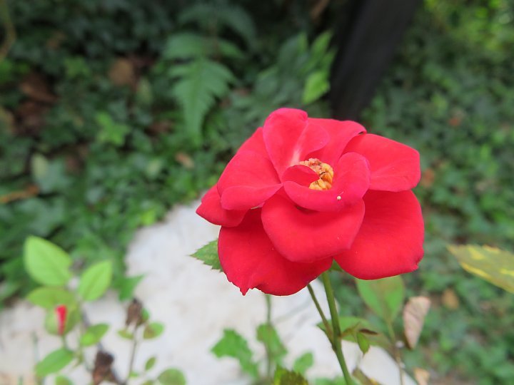 年11月3日 秋に咲くバラの花 今日の風に吹かれましょう