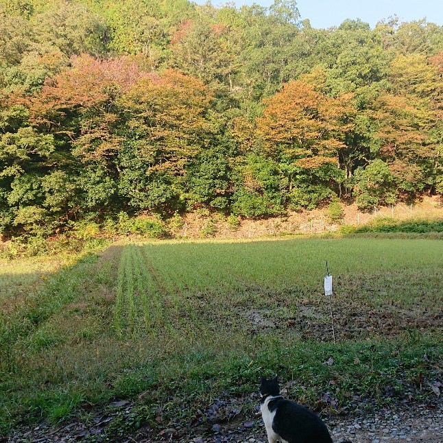 山も紅葉が進んで来ました~_e0145441_00295162.jpg