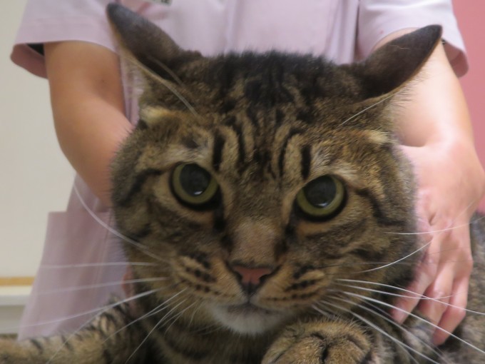 10 月 30 日の写真_c0174644_13204571.jpg