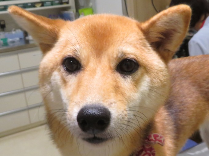 10 月 30 日の写真_c0174644_18110978.jpg