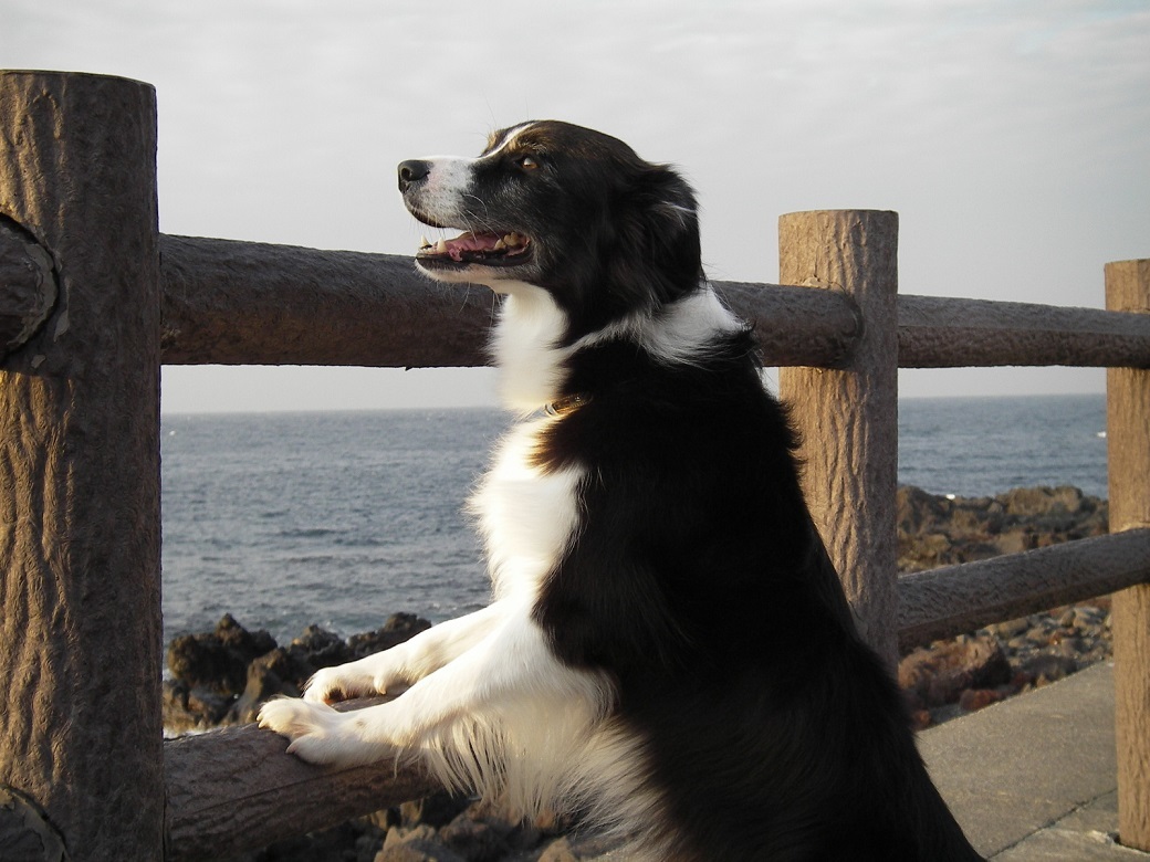 海を眺める犬 テトだもん 海を眺める犬 テトだもん