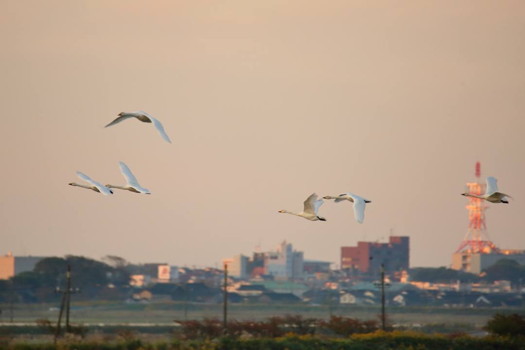 朝の白鳥_e0403850_20524996.jpg