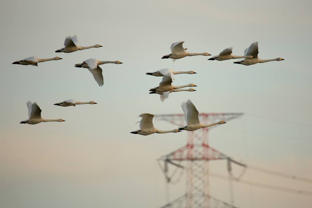 朝の白鳥_e0403850_20525547.jpg
