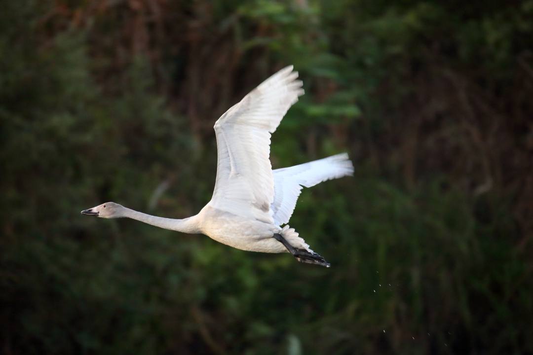 朝の白鳥_e0403850_20530568.jpg