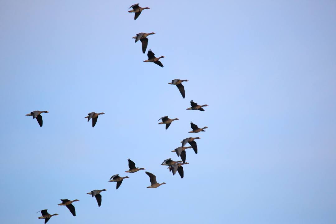 朝の白鳥_e0403850_20531115.jpg