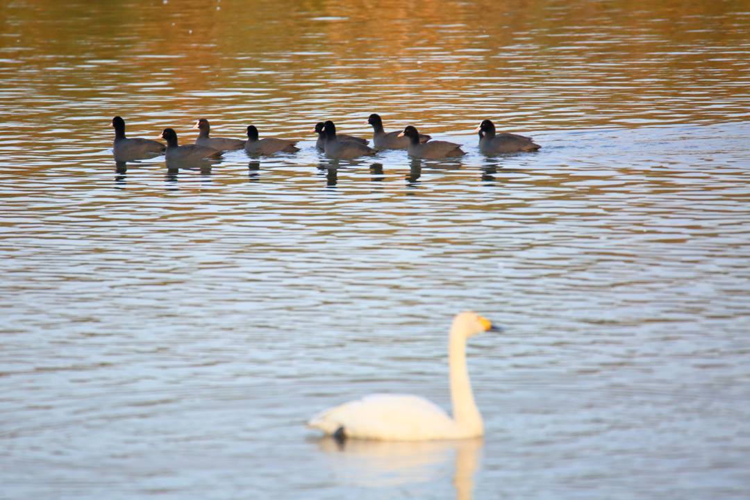 朝の白鳥_e0403850_20531625.jpg