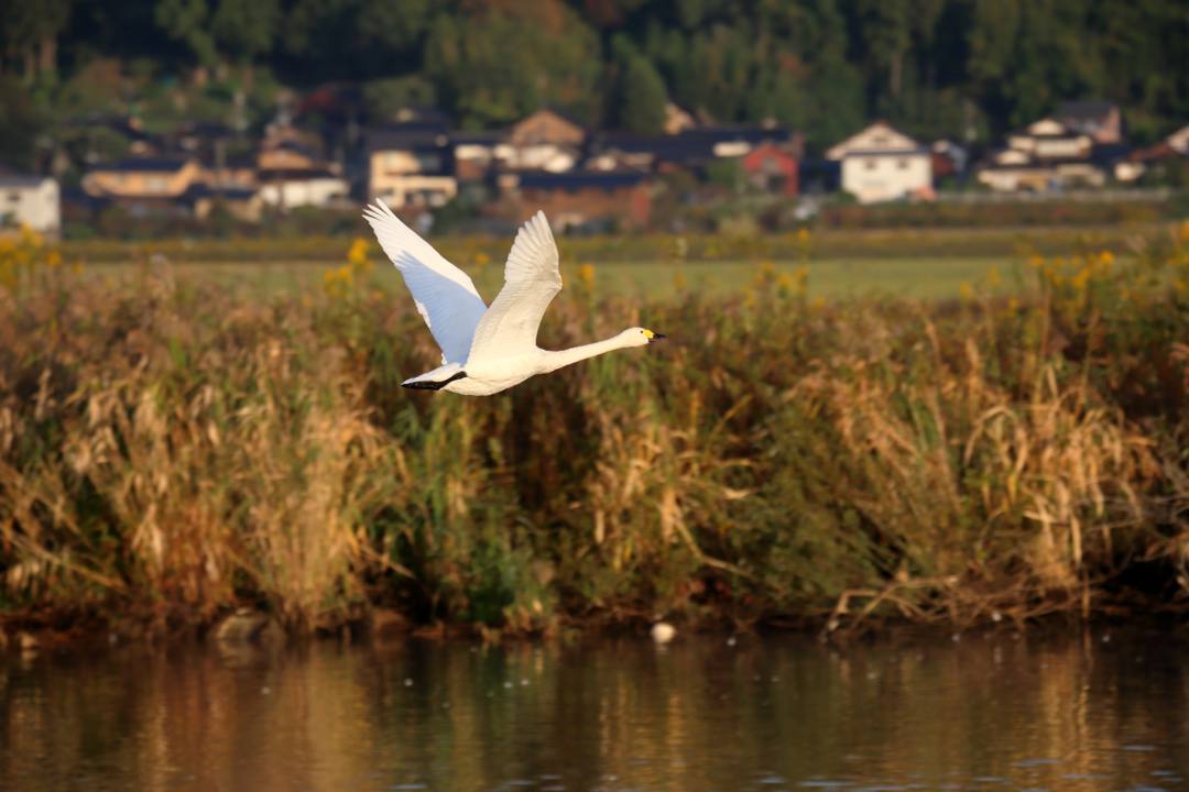 朝の白鳥_e0403850_20532456.jpg