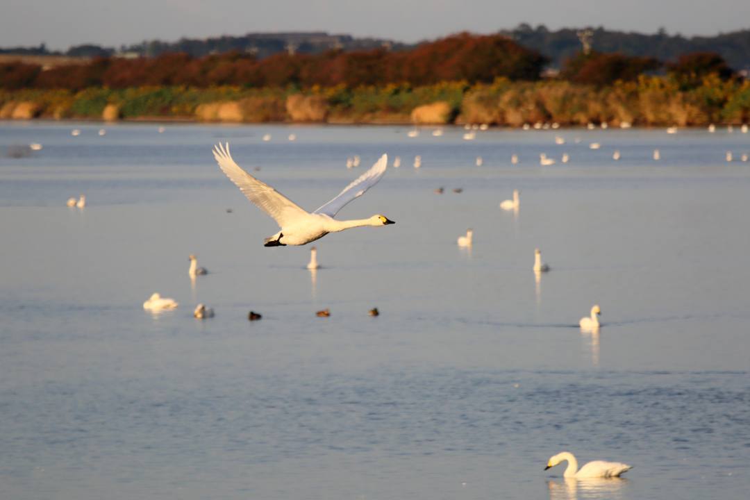 朝の白鳥_e0403850_20533149.jpg