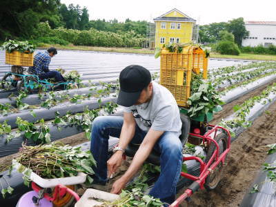 大人気!熊本県産サツマイモ『紅はるか』をネット独占販売中!栽培歴50年の匠のサツマイモです!_a0254656_16240661.jpg