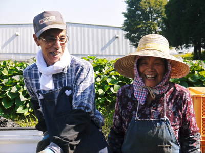 熟成サツマイモ『紅はるか』大好評販売中!栽培歴50年の匠が育てた熊本県産のからいもです!_a0254656_16531470.jpg
