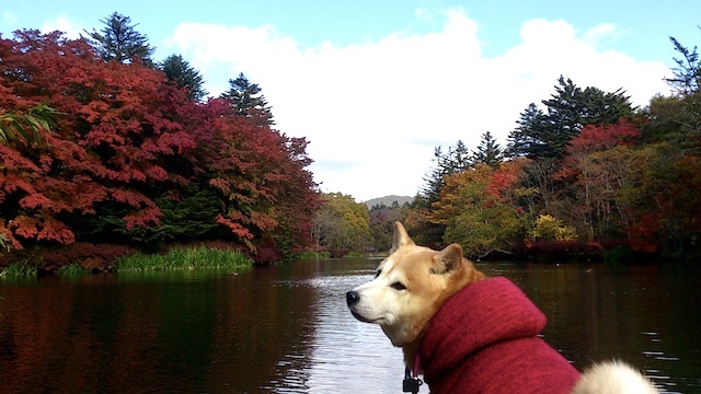 秋はしんみり_b0274270_13542444.jpg