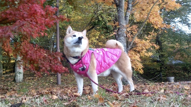 秋はしんみり_b0274270_13542993.jpg
