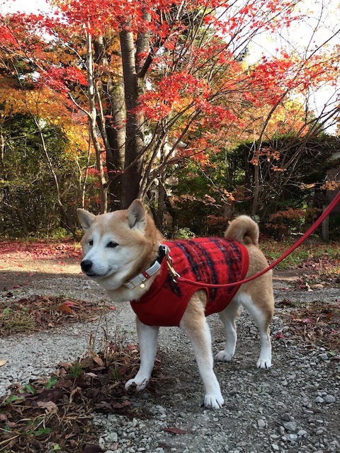 秋はしんみり_b0274270_13545602.jpg