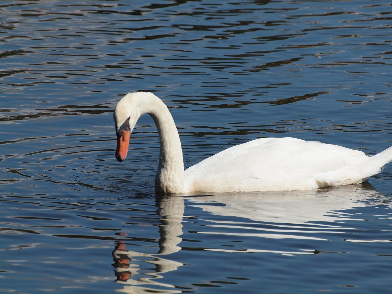 中池の瘤白鳥 コブハクチョウ と虎猫 トラニャン 自然風の自然風だより