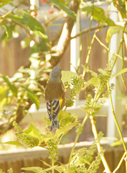 ユッカ(青年の木)の花／青紫蘇の実とカワラヒワ(野鳥）／一体型マスク_c0139591_00300200.jpg