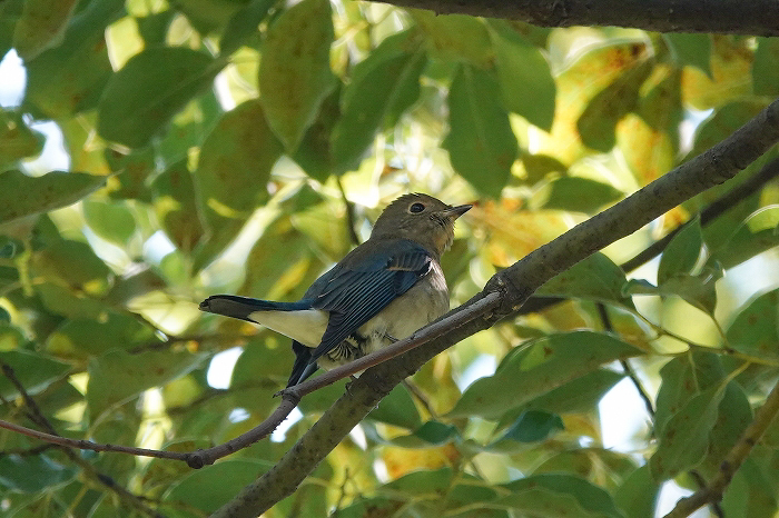 初アトリにクロツグミ、オオルリ、ジョウビタキなど：大阪城公園（2020.10.24）_a0384397_14570271.jpg