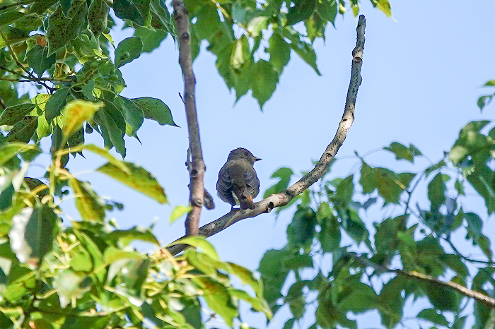 初アトリにクロツグミ、オオルリ、ジョウビタキなど：大阪城公園（2020.10.24）_a0384397_15053030.jpg