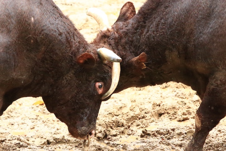 10/23 山古志闘牛 三太夫-雄山 後編_b0016600_21044662.jpeg