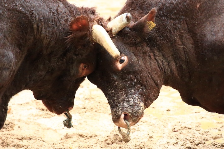 10/23 山古志闘牛 三太夫-雄山 後編_b0016600_21054545.jpeg