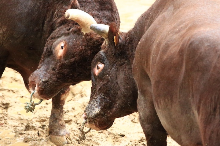 10/23 山古志闘牛 三太夫-雄山 後編_b0016600_21110110.jpeg