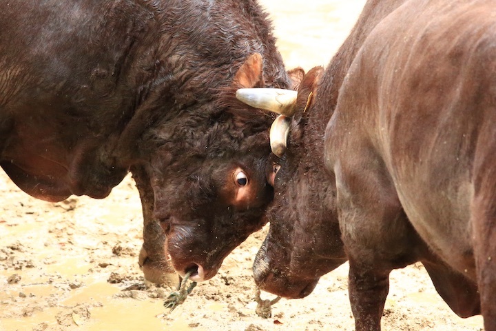 10/23 山古志闘牛 三太夫-雄山 後編_b0016600_21112155.jpeg