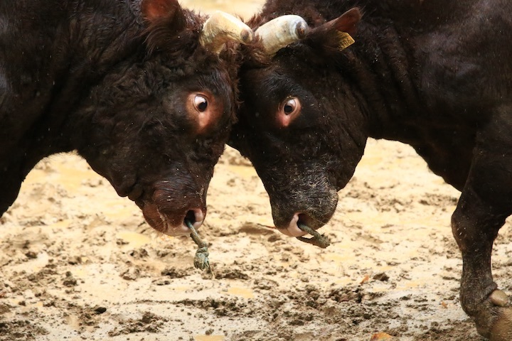 10/23 山古志闘牛 三太夫-雄山 後編_b0016600_21121621.jpeg