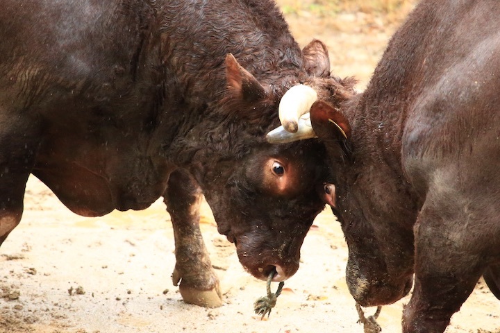 10/23 山古志闘牛 三太夫-雄山 後編_b0016600_21124313.jpeg