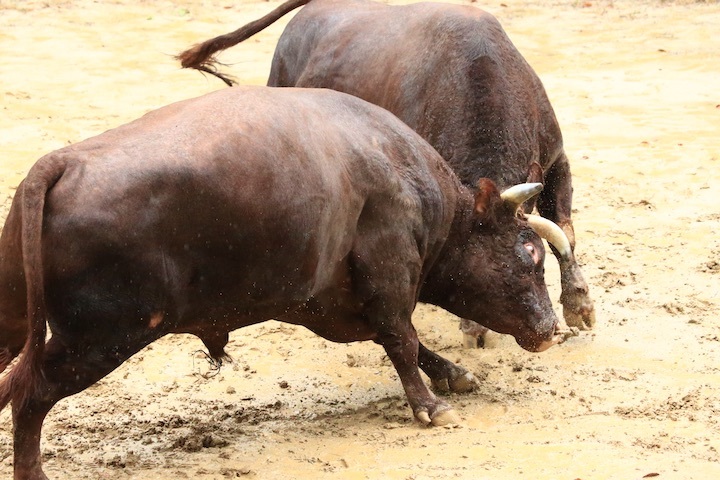 10/23 山古志闘牛 三太夫-雄山 後編_b0016600_21133354.jpeg