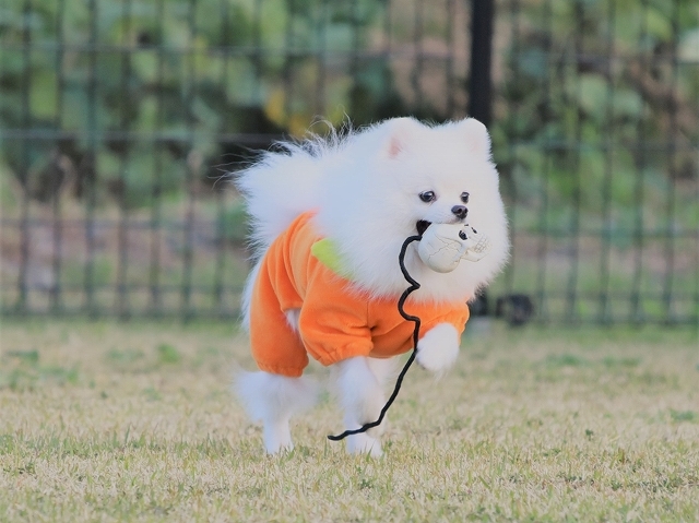 ハロウィンに走ろう_d0360206_22231583.jpg