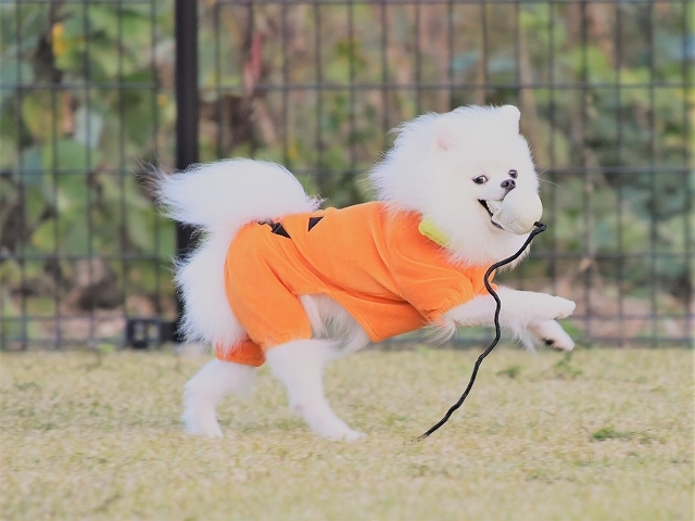 ハロウィンに走ろう_d0360206_22232599.jpg