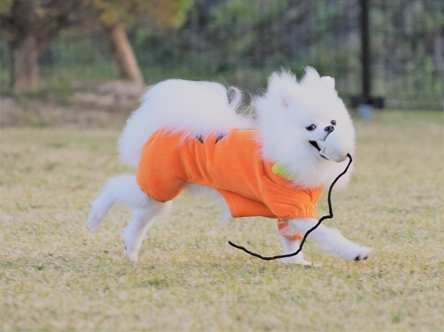 ハロウィンに走ろう_d0360206_22233753.jpg