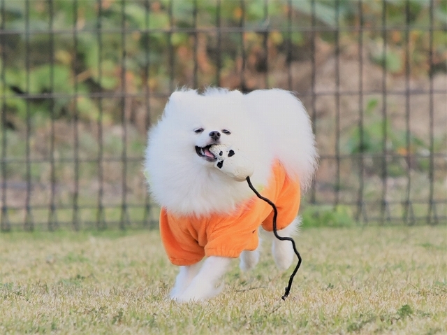 ハロウィンに走ろう_d0360206_22234124.jpg