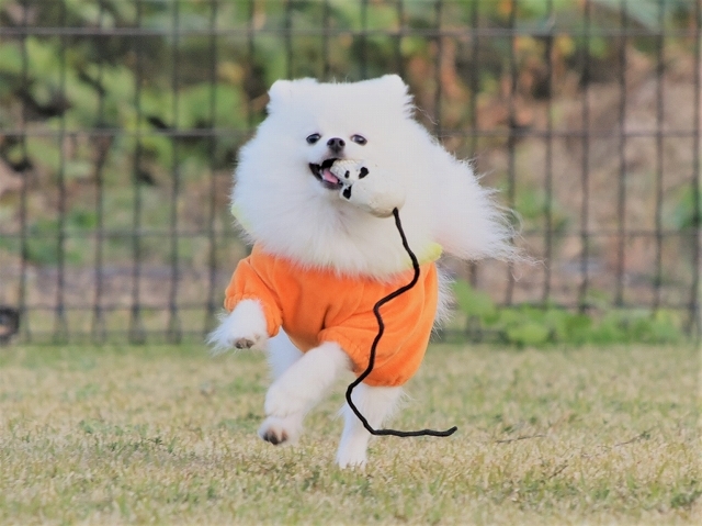 ハロウィンに走ろう_d0360206_22234670.jpg